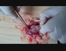 ホモと学ぶネズミvs脳髄全摘手術.brainfuck