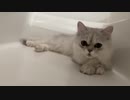 猫あるあるシリーズが最高に面白い