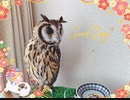 【今日もAV】ウサギフクロウと就寝前のおたわむれ