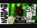 【ぼくなつ2#8】一日で通算成績『26勝』に駆け上がった最強のクワガタがいるらしい【ぼくのなつやすみ2 海の冒険篇】
