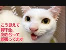 ウチューネコチャンの腎不全、静かに進行する