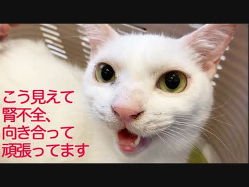 ウチューネコチャンの腎不全、静かに進行する