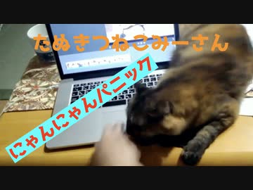 にゃんにゃんパニック【みーさん】