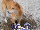 アライさんの発掘所