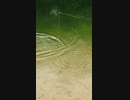 息子と父親の釣りYouTube