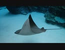 【ゆっくり】愛知の観光地紹介【名古屋港水族館】