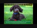 Poodle Mixes - Best Hypoallergenic Poodle Cross Dogs