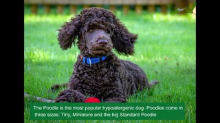 Poodle Mixes - Best Hypoallergenic Poodle Cross Dogs