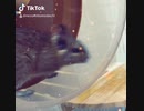 デグーの慣れない回し車の様子。これから少しずつ慣れていこう！！