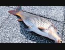 【釣り・VLOG】浮間公園で鯉釣り、亀も釣れたｗ＠柳瀬川・荒川戸田橋釣行の没動画あり♪【P30 Pro】
