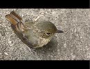 窓にぶつかった小鳥