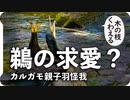 0809【鵜の求愛行動？】カルガモ親子の悲劇。喧嘩で羽折れる。ロミオとジュリエットバルコニーな鳩【今日撮り野鳥動画まとめ】身近な生き物語_1