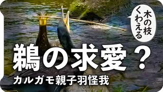 0809【鵜の求愛行動？】カルガモ親子の悲劇。喧嘩で羽折れる。ロミオとジュリエットバルコニーな鳩【今日撮り野鳥動画まとめ】身近な生き物語_1