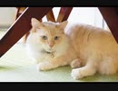 【歌ってみた】猫 DISH// 一発撮り