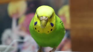 モグモグインコ