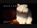 【睡眠導入】癒しのお話「朝焼けの白猫」読み聞かせ【朗読】