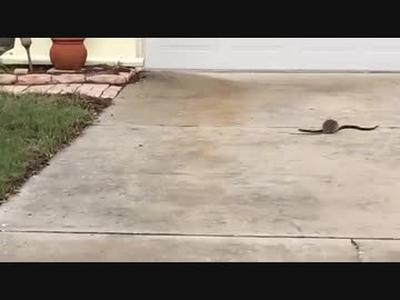 ネズミｖｓヘビ