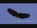 ソラハテ