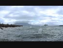 ある日の桜島（その２２５）＜台風の影響が出始めた頃と通過した後の鴨池港＞