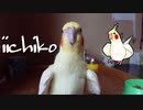 やっぱりカメラが好きなインコ