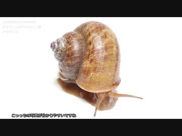 ゆっくり夏のカタツムリ採集　その6