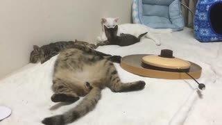 ミスター母性猫、子猫育成に精を出す