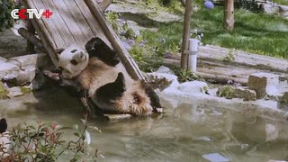 上海動物園、パンダ「和風」のために誕生日パーティー