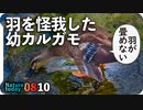 0810【カルガモ親子の悲劇】羽怪我子ガモ、エンジェルウイング、新組も。マガモ？アイガモ？ギンヤンマ産卵、鳩同性愛？、セキレイ幼鳥など【今日撮り野鳥動画まとめ】身近な生き物語