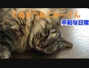 にゃんこセラピー【みーさん】