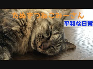 にゃんこセラピー【みーさん】