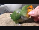 なでてほしくて甘えるインコ