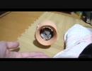 ハムスター飼いました。その～今朝のみっきーくんともぐもぐ～