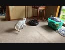 にゃんこVSルンバ2