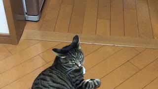 今日のねこ