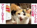 ちっこいオス三毛猫、甘える為に産まれてきました