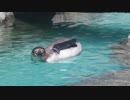 東武動物公園 フンボルトペンギン ユズが39℃の猛暑の中ぷかぷかする