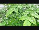 小雨の降る澄んだ朝　自作曲