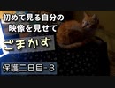 帰りたくて鳴いてしまう保護猫【野良猫の保護二日目 ３】