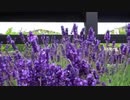 風見芳明