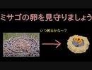 【鳥＃2】癒やし！ミサゴの卵を見守りましょう！【005】