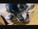 【豆柴】紙袋が気になってしょうがない！【好奇心旺盛な子犬】
