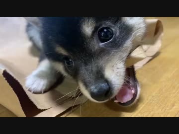 【豆柴】紙袋が気になってしょうがない！【好奇心旺盛な子犬】