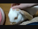 うさうさまっさーじ