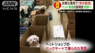 劣悪な環境で「命を軽視」ペット業者の飼育数制限へ