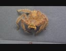 ［閲覧注意!!］再編集　アシダカグモ (マレーシア産) にゴキブリを与えてみた。(Heteropoda davidbowie)