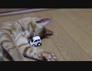 車のおもちゃで遊ぶ兄妹子猫