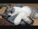急に夢中のアルフィ　＃179