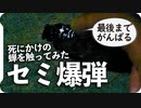 【蝉爆弾】死にかけの蝉を触ってみた