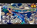 【4K】オイカワの雄と雌　婚姻色と求愛・縄張り争い
