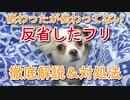 反省したフリはなぜ起きる？犬の心理とを解説＆改善法